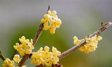 桂花 寓意|桂花寓意及花语：美丽与深刻内涵的探索